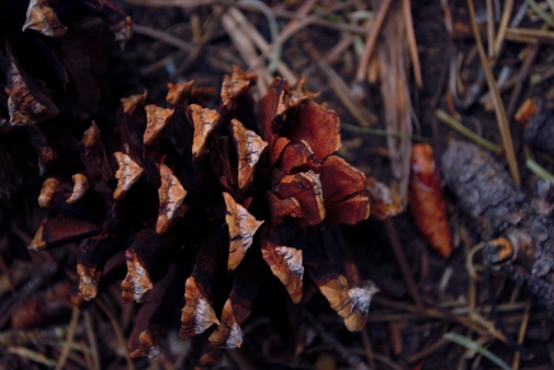 fall pine cone - Copy